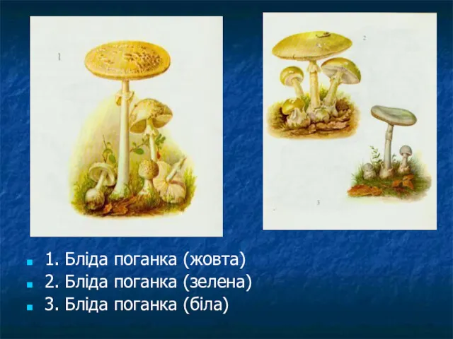 1. Бліда поганка (жовта) 2. Бліда поганка (зелена) 3. Бліда поганка (біла)