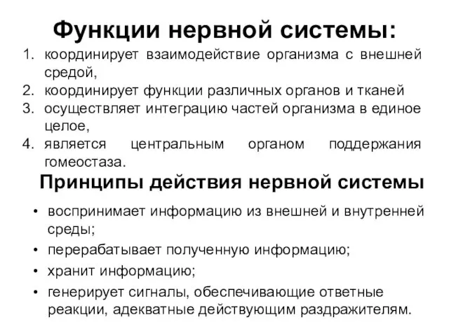 Функции нервной системы: воспринимает информацию из внешней и внутренней среды;