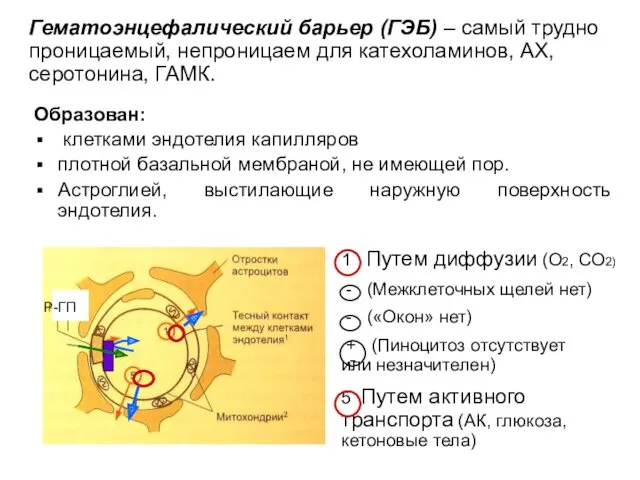 Образован: клетками эндотелия капилляров плотной базальной мембраной, не имеющей пор.