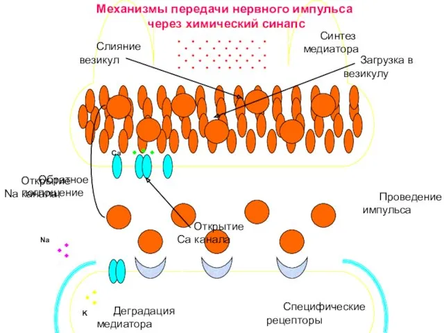 Са Na K Синтез медиатора Загрузка в везикулу Слияние везикул