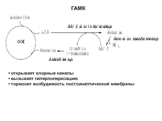 открывает хлорные каналы вызывает гиперполяризацию тормозит возбудимость постсинаптической мембраны ГАМК