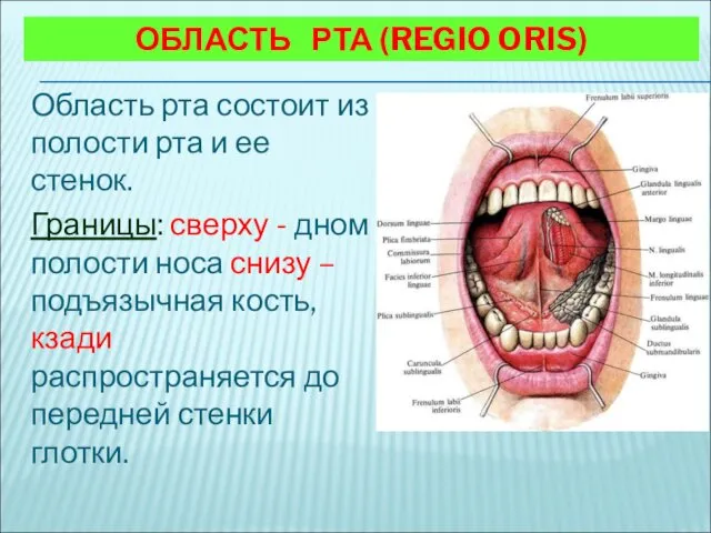 ОБЛАСТЬ РТА (REGIO ORIS) Область рта состоит из полости рта