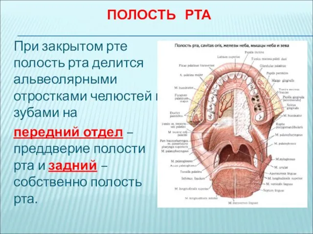 ПОЛОСТЬ РТА При закрытом рте полость рта делится альвеолярными отростками