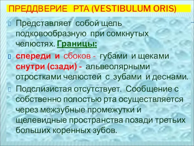 ПРЕДДВЕРИЕ РТА (VESTIBULUM ORIS) Представляет собой щель подковообразную при сомкнутых