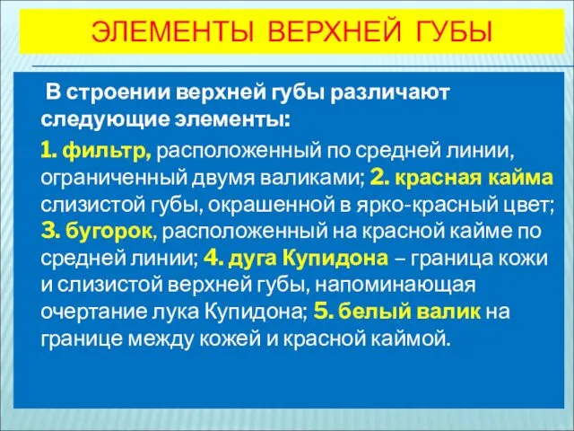 ЭЛЕМЕНТЫ ВЕРХНЕЙ ГУБЫ В строении верхней губы различают следующие элементы: