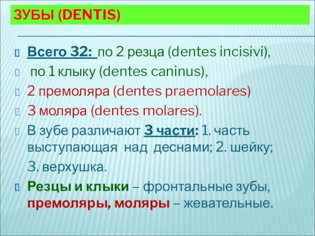 ЗУБЫ (DENTIS) Всего 32: по 2 резца (dentes incisivi), по