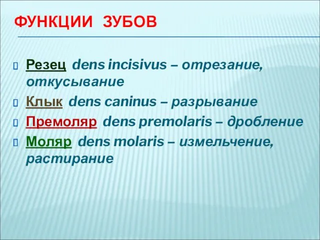 ФУНКЦИИ ЗУБОВ Резец dens incisivus – отрезание, откусывание Клык dens