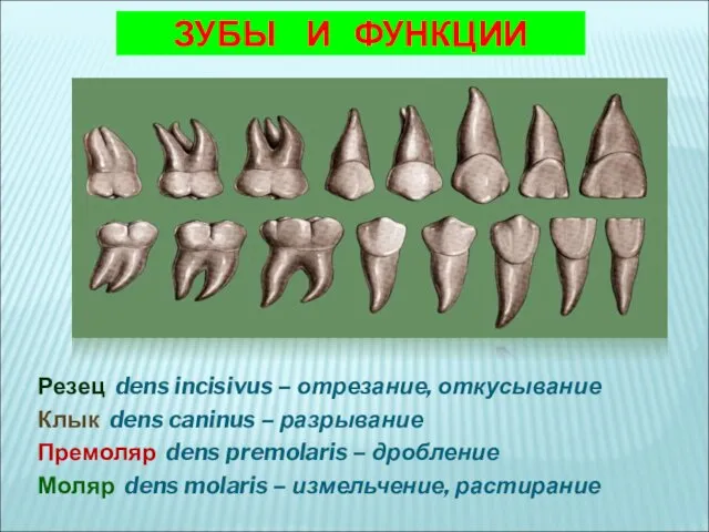 ЗУБЫ И ФУНКЦИИ Резец dens incisivus – отрезание, откусывание Клык