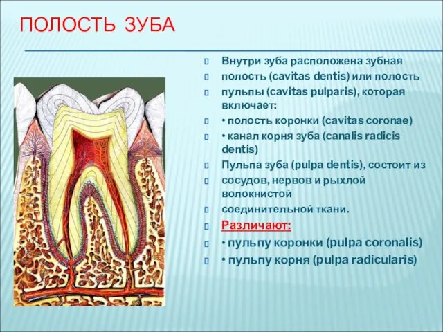 ПОЛОСТЬ ЗУБА Внутри зуба расположена зубная полость (cavitas dentis) или
