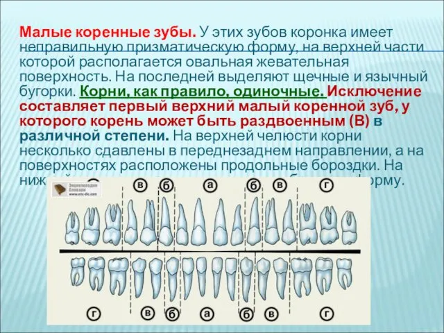 Малые коренные зубы. У этих зубов коронка имеет неправильную призматическую