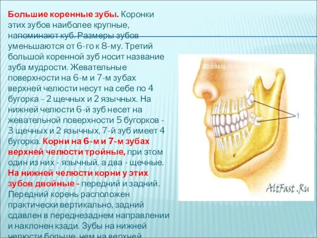 Большие коренные зубы. Коронки этих зубов наиболее крупные, напоминают куб.