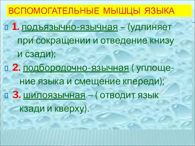 ВСПОМОГАТЕЛЬНЫЕ МЫШЦЫ ЯЗЫКА 1. подъязычно-язычная – (удлиняет при сокращении и