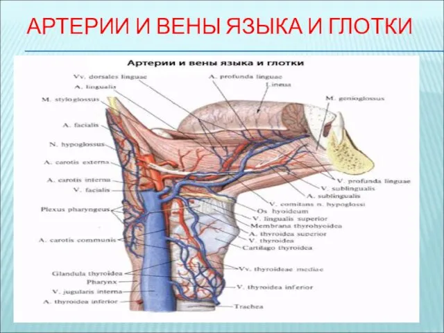 АРТЕРИИ И ВЕНЫ ЯЗЫКА И ГЛОТКИ