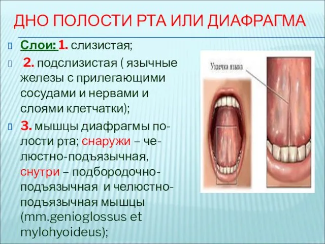 ДНО ПОЛОСТИ РТА ИЛИ ДИАФРАГМА Слои: 1. слизистая; 2. подслизистая