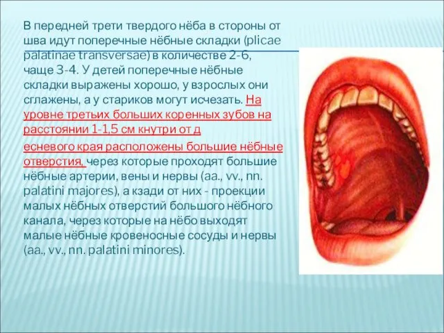 В передней трети твердого нёба в стороны от шва идут