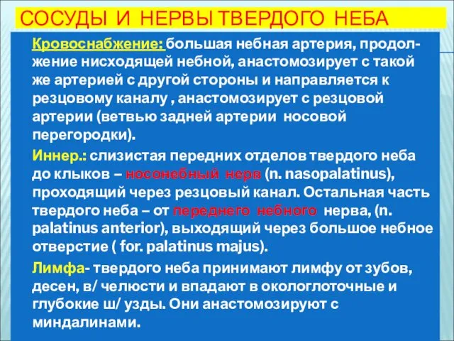 СОСУДЫ И НЕРВЫ ТВЕРДОГО НЕБА Кровоснабжение: большая небная артерия, продол-жение