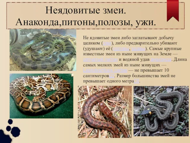 Не ядовитые змеи либо заглатывают добычу целиком (ужи), либо предварительно