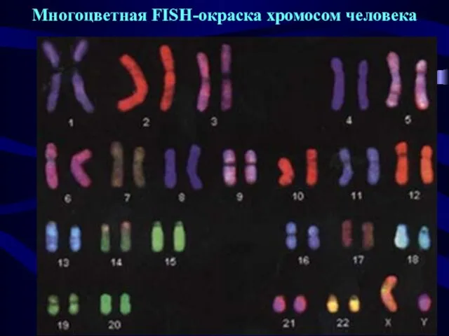 Многоцветная FISH-окраска хромосом человека