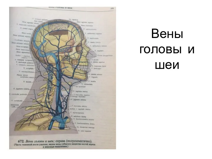 Вены головы и шеи