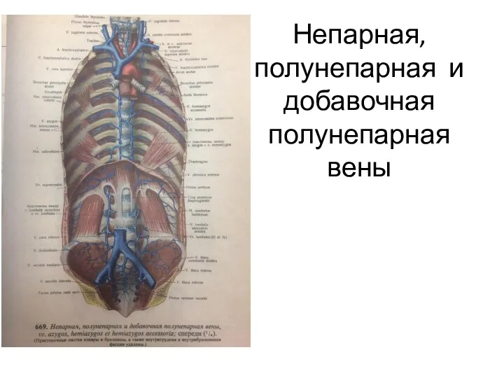 Непарная, полунепарная и добавочная полунепарная вены