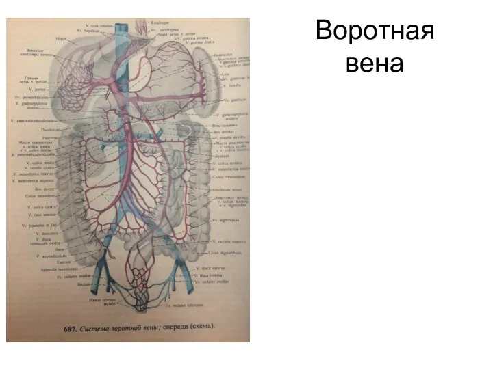 Воротная вена