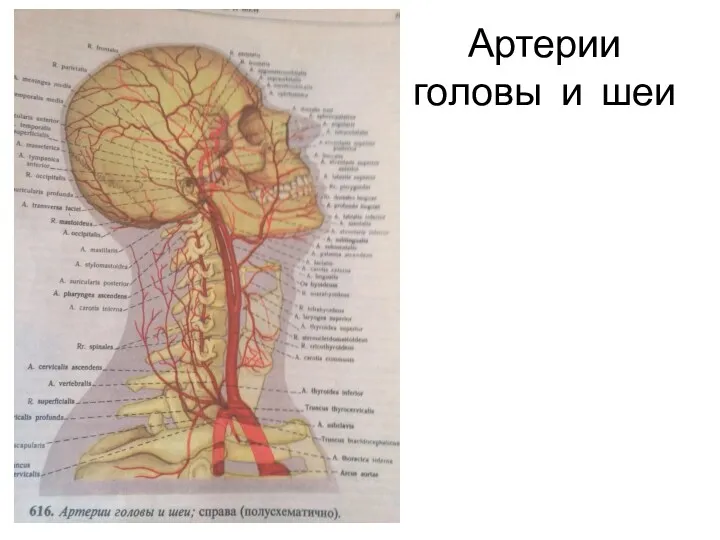 Артерии головы и шеи