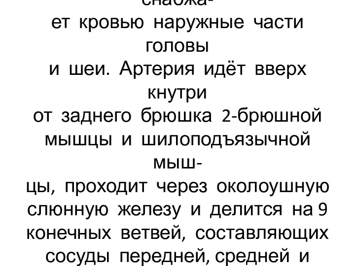 Наружная сонная артерия снабжа- ет кровью наружные части головы и