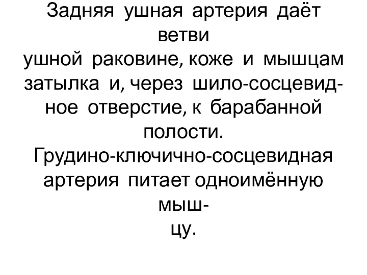 Задняя ушная артерия даёт ветви ушной раковине, коже и мышцам