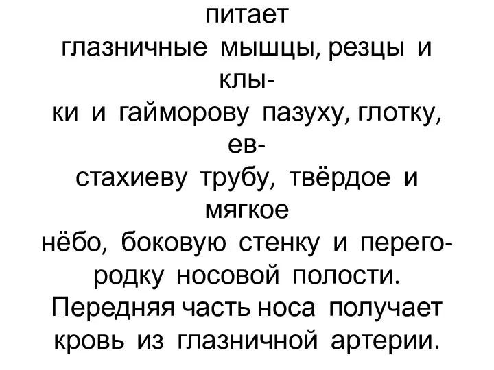 Нижнеглазничная артерия питает глазничные мышцы, резцы и клы- ки и