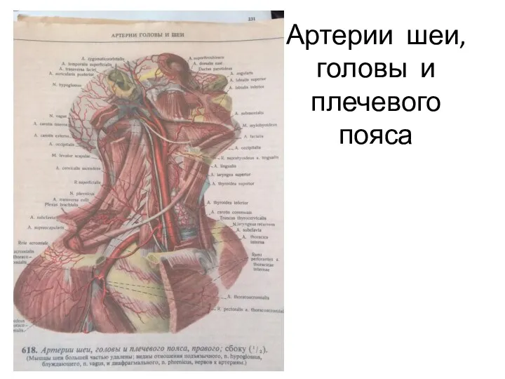 Артерии шеи, головы и плечевого пояса