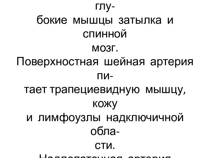 Восходящая шейная артерия пита- ет предпозвоночные мышцы, глу- бокие мышцы