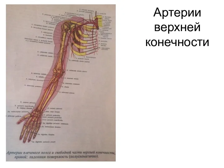 Артерии верхней конечности
