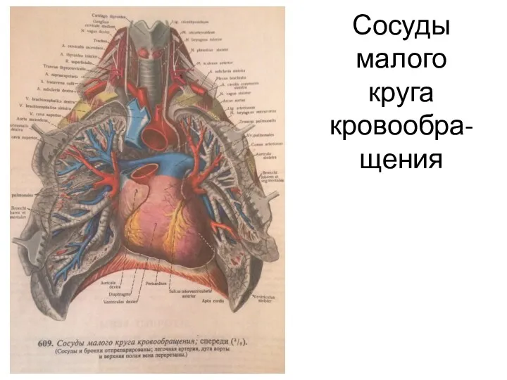 Сосуды малого круга кровообра-щения