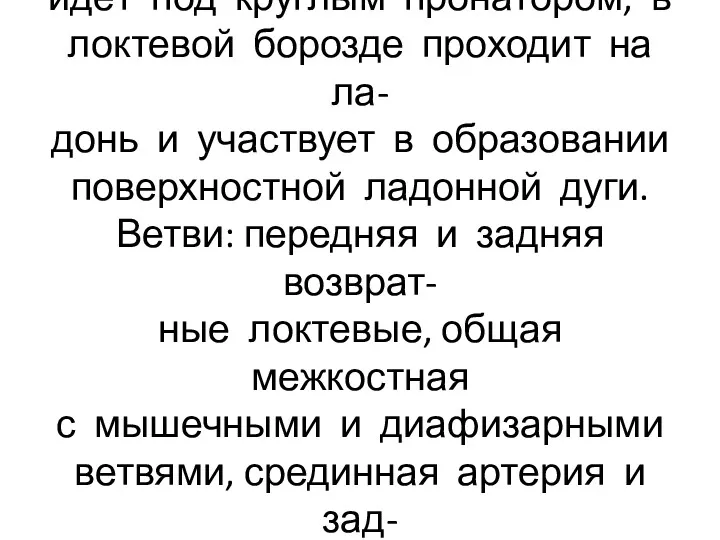 Локтевая артерия более крупная, идёт под круглым пронатором, в локтевой