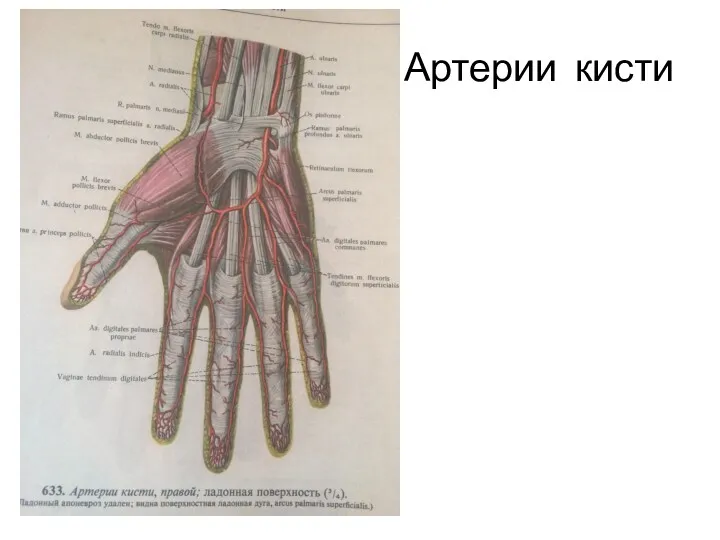 Артерии кисти