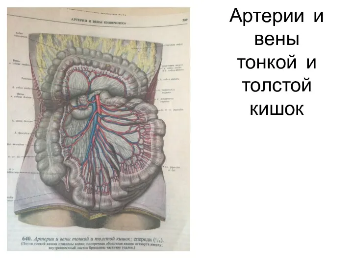 Артерии и вены тонкой и толстой кишок
