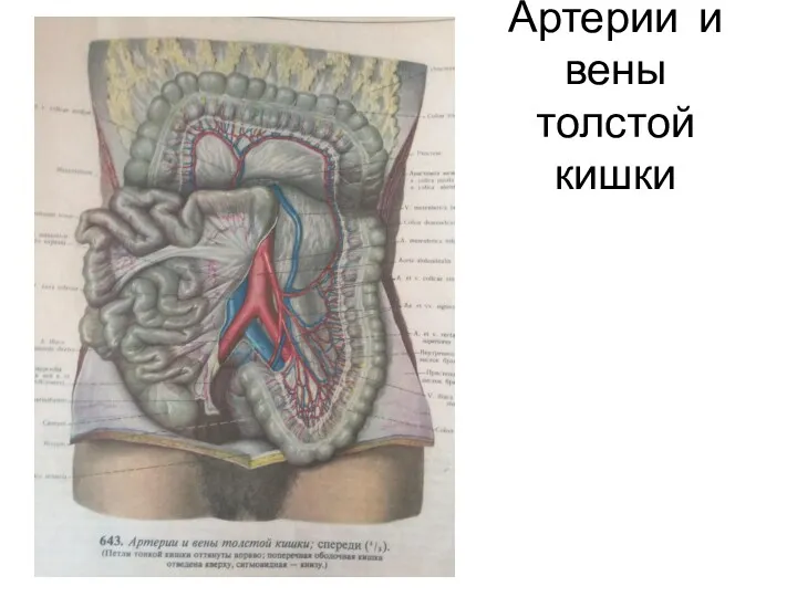 Артерии и вены толстой кишки