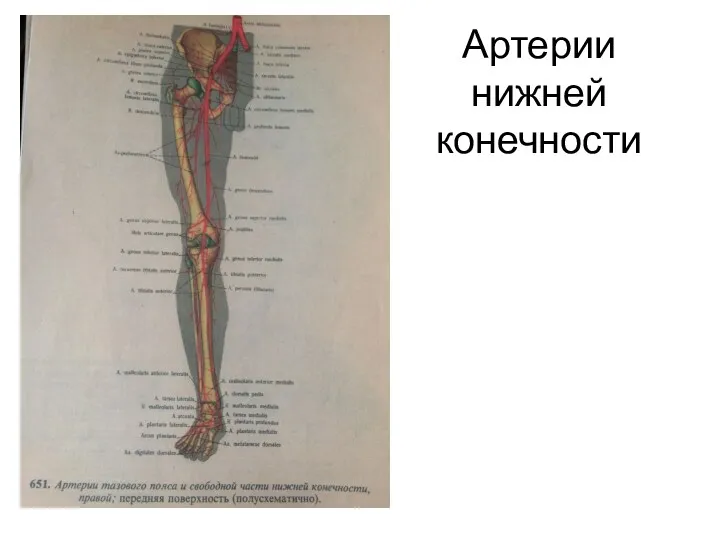 Артерии нижней конечности