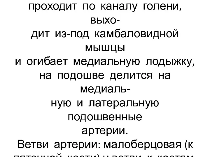 Задняя большеберцовая артерия проходит по каналу голени, выхо- дит из-под