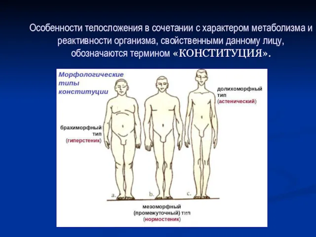 Особенности телосложения в сочетании с характером метаболизма и реактивности организма, свойственными данному лицу, обозначаются термином «КОНСТИТУЦИЯ».