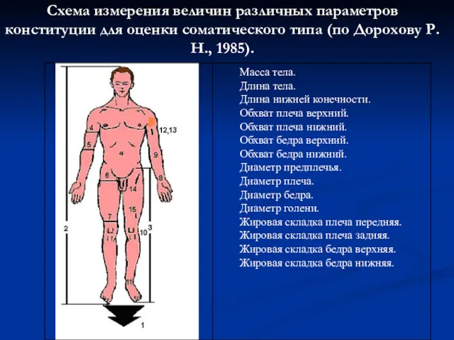 Схема измерения величин различных параметров конституции для оценки соматического типа (по Дорохову Р.Н., 1985).