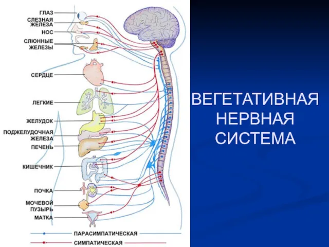 ВЕГЕТАТИВНАЯ НЕРВНАЯ СИСТЕМА