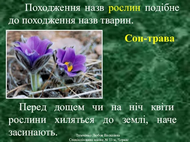 Тимченко Любов Василівна Спеціалізована школа № 13 м. Черкас Походження