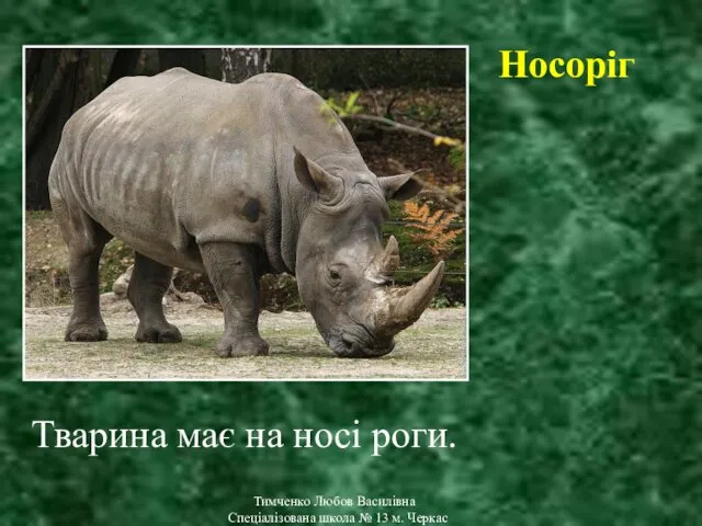 Тимченко Любов Василівна Спеціалізована школа № 13 м. Черкас Носоріг Тварина має на носі роги.