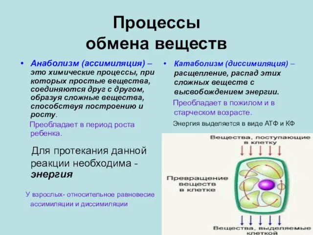 Процессы обмена веществ Анаболизм (ассимиляция) –это химические процессы, при которых