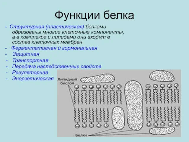 Функции белка - Структурная (пластическая) белками образованы многие клеточные компоненты,