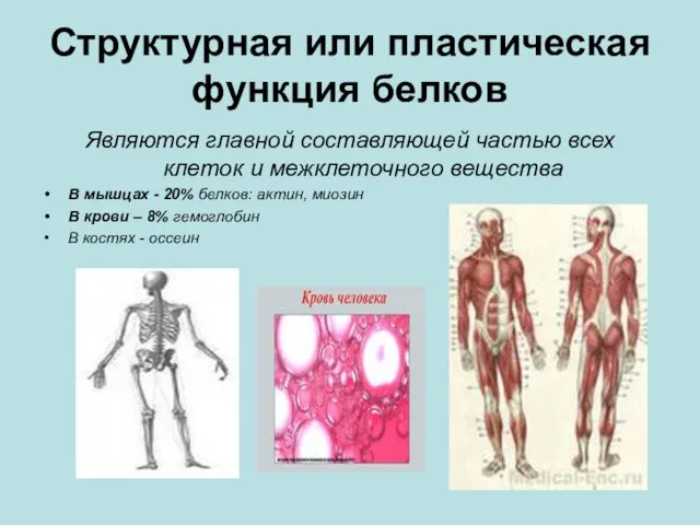 Структурная или пластическая функция белков Являются главной составляющей частью всех