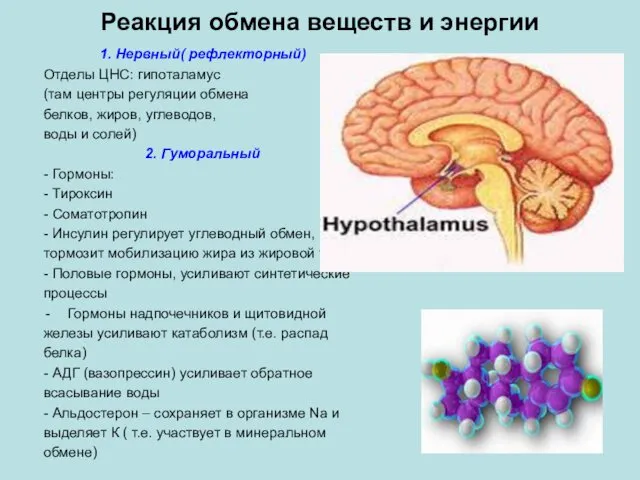 Реакция обмена веществ и энергии 1. Нервный( рефлекторный) Отделы ЦНС: