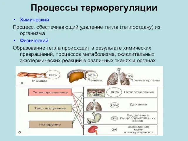 Процессы терморегуляции Химический Процесс, обеспечивающий удаление тепла (теплоотдачу) из организма