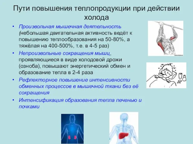 Пути повышения теплопродукции при действии холода Произвольная мышечная деятельность(небольшая двигательная